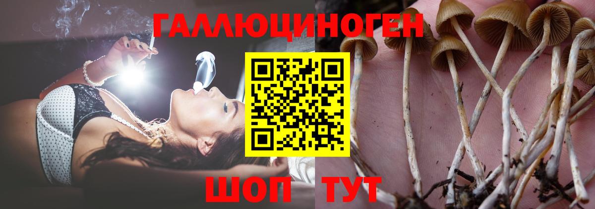 Галлюциногенные грибы Psilocybe Грязи